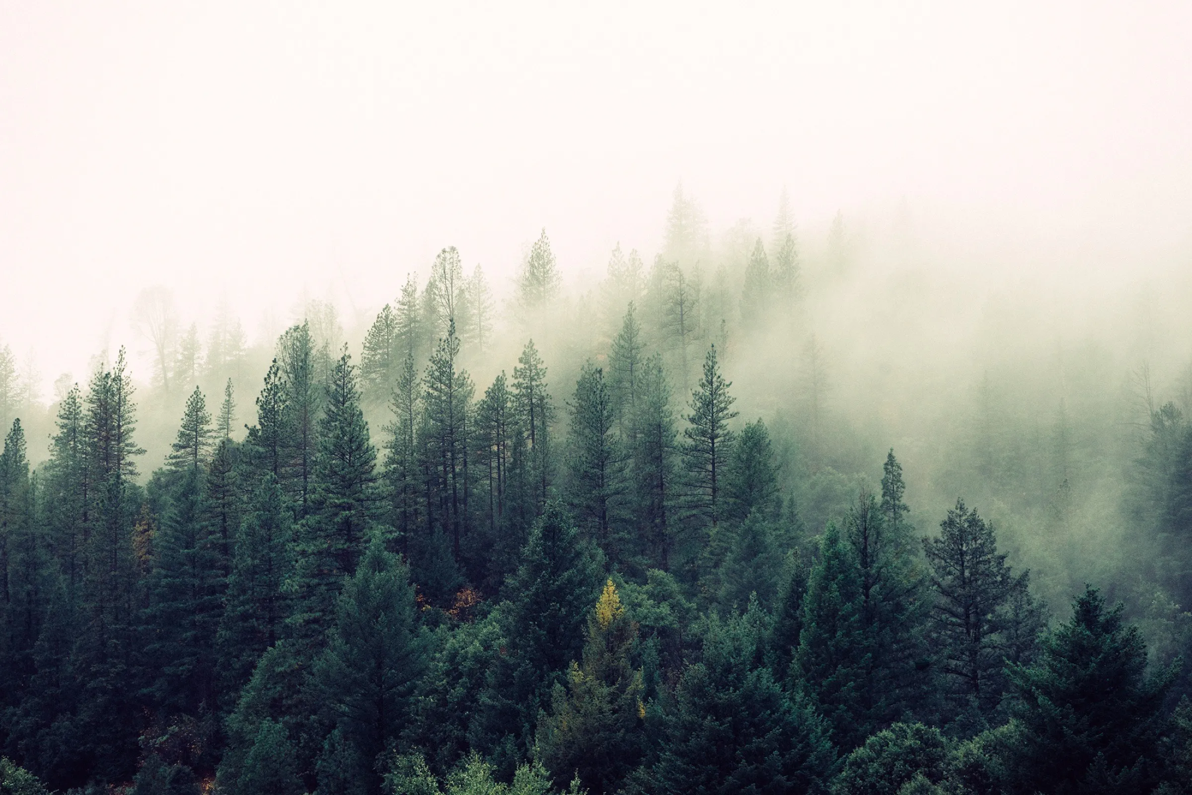 Niebla sobre un bosque de coníferas
